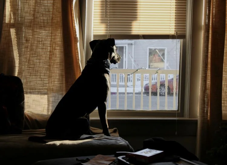 Dog looking out of home window in Bournemouth