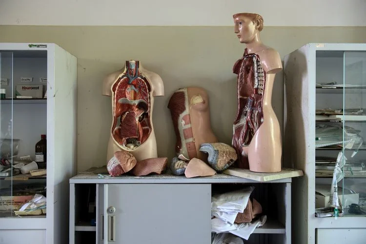 Anatomy models on a filing cabinet representing the effect of steroids and alcohol on the body